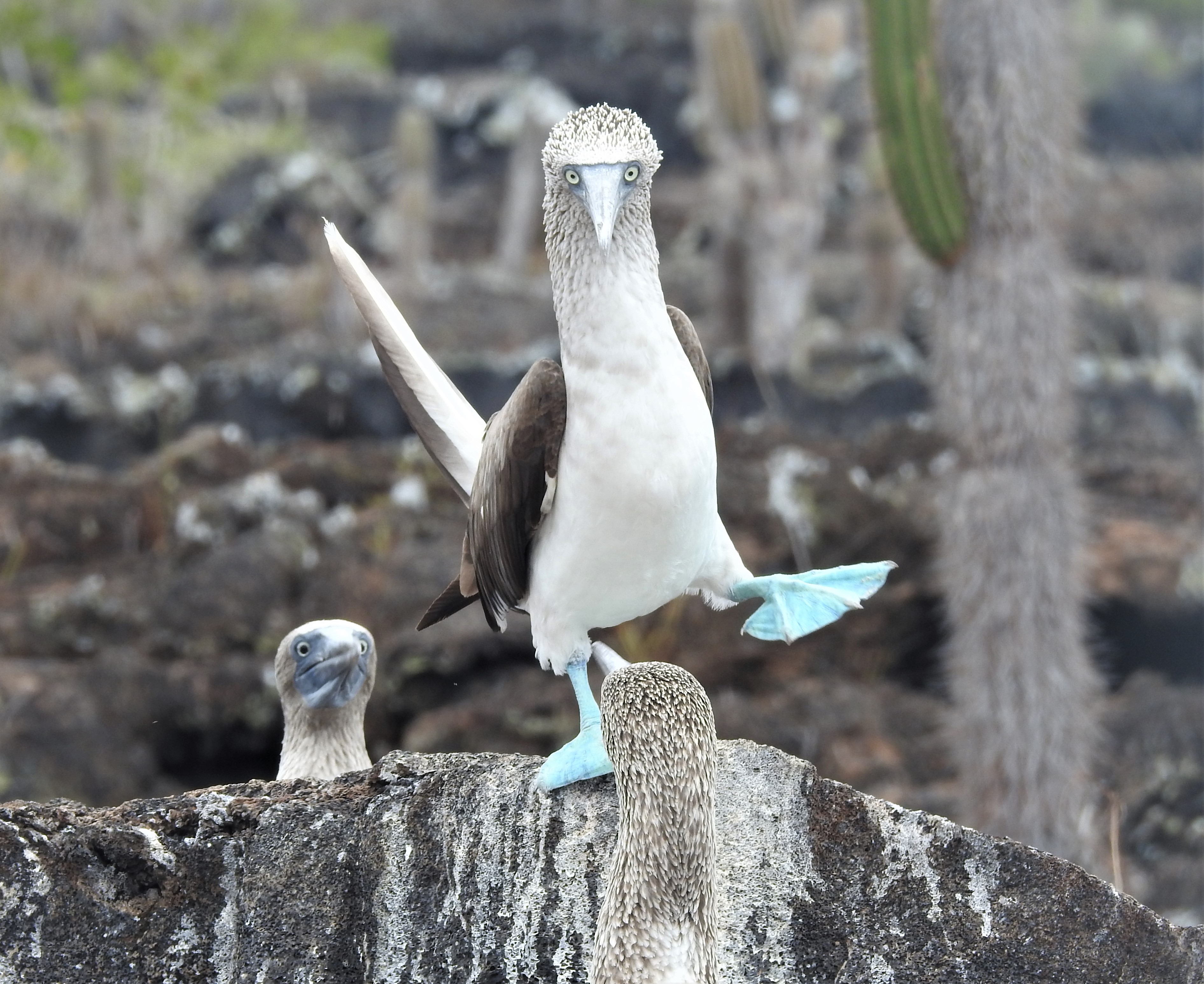 Blue-footed Booby